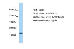 SH3BGRL3 Rabbit anti-Human, Polyclonal, Novus Biologicals 0.1 mL | Buy Online | Novus Biologicals | Fisher Scientific